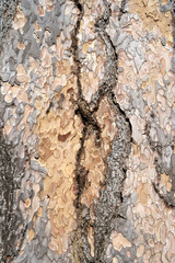 Is beatuiful and has varous interesting shapes and cracks that make this image perfect for backgrounds or editing.