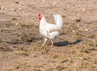 Chicken broilers. Poultry farm. White chicken walkinng in a farm garden