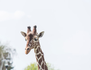 portrait of a giraffe