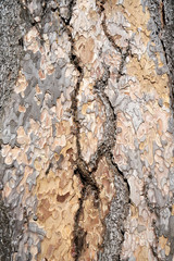 Is beatuiful and has varous interesting shapes and cracks that make this image perfect for backgrounds or editing.