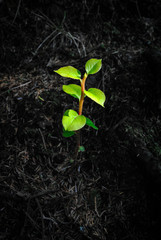 Green Seedling