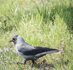 jackdaw on green grass