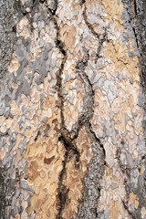 Is beatuiful and has varous interesting shapes and cracks that make this image perfect for backgrounds or editing.