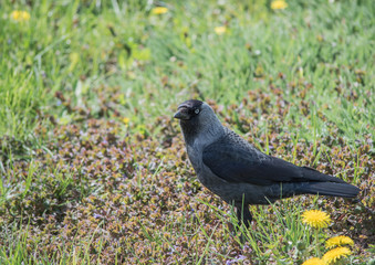 jackdaw on green grass