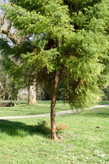 Tree trunk shot from an interessting angle on a sunny day.