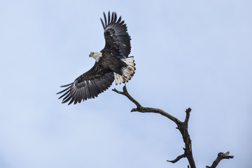 bald eagle takes flight 
