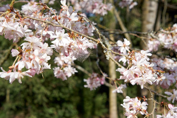 A stuck feather in a blossoming cherry tree on a sunny day in spring.