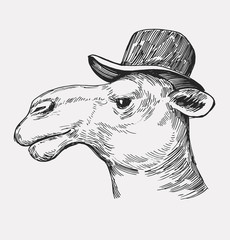 Sketch of a camel. Hand drawn illustration converted to vector
