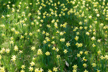 A field of tulips with some shadows introducing spring.
