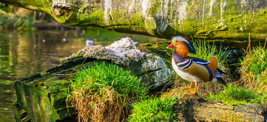 closeup of a male mandarin duck standing at the water side, tropical bird from Asia