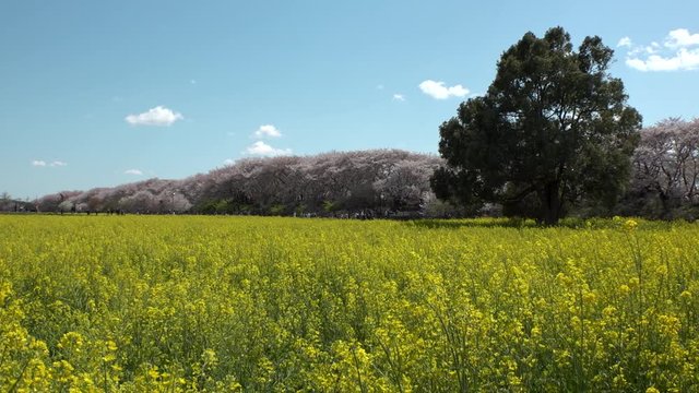 SATTE,  SAITAMA,  JAPAN - CIRCA APRIL 2019 : CHERRY BLOSSOMS and RAPE FLOWER (CANOLA FLOWER).  Spring season.  Slow motion shot.