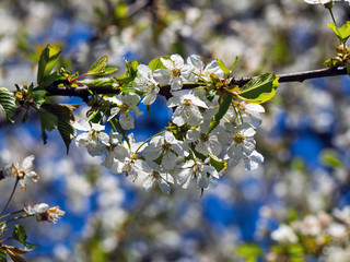 blossoming cherry in the orchard
