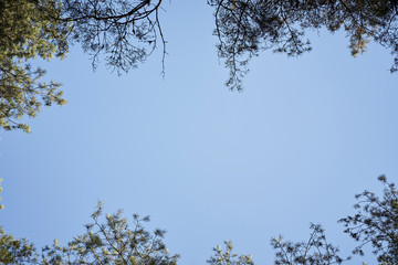 View of tops of trees against sky in beautiful spring forest