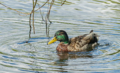 duck swimming in a lake