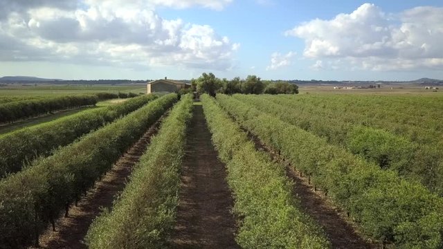 Aerial Landscape View Agricultural Olive fields in Mallorca, Spain, Europe