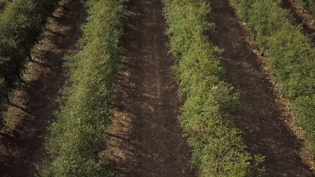 Aerial Landscape View Agricultural Olive fields in Mallorca, Spain, Europe