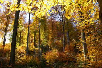  Herbstwald, leichtende Blätter