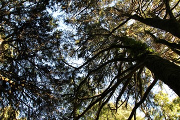 Leafy forest with colossal trees in Sintra Mountains