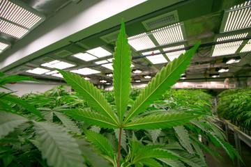 Perfect Marijuana Leaf