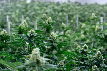 Tall Cannabis Plants Indoor Grow California