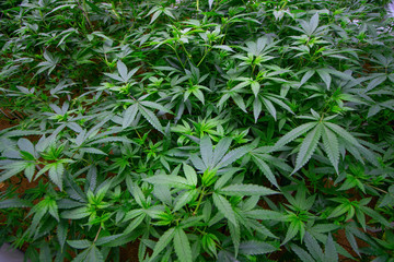 Cannabis Plants Indoor Grow