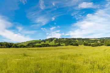 A panoramic of large yellow green grass stretches across the picture with a hill of dark green oak trees and a blue sky with wispy white clouds are in the background.