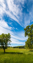A vertical panoramic of a spring time grassland is seen between two trees. A blue sky with beautiful wispy clouds are seen above the field of grass. Vertical image.