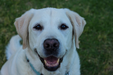 soft focus smiling Labrador dog portrait black eyes looking at camera unfocused blurred green grass...