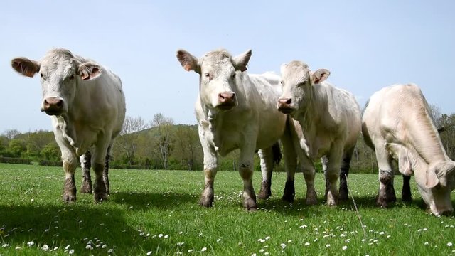 Charolais cows in the field in Burgundy (France)