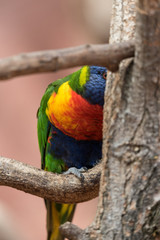 rainbow lorikeet on branch