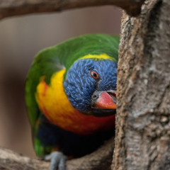 rainbow lorikeet on branch
