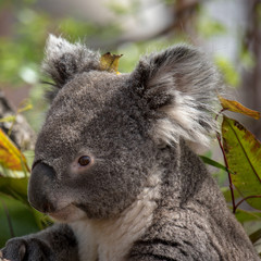 koala in a tree