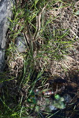 Turtles are among the rubbish
