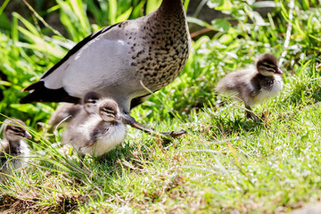 Wood Ducks taking a walk in the sunshine.