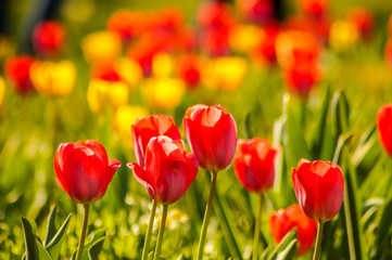 red and yellow tulip field