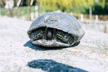 Turtle with a beaten shell