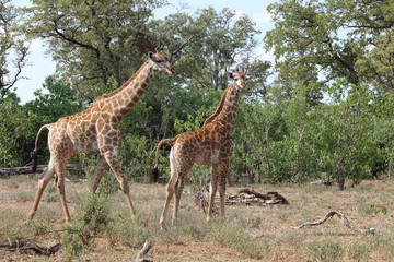 Giraffe / Giraffe / Giraffa Camelopardalis