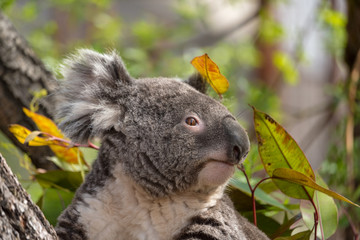 koala head close up