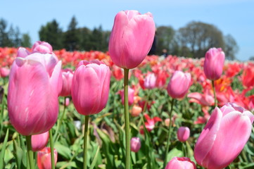 Pink Tulips at Wooden Shoe Tulip Festival in Woodburn Oregon