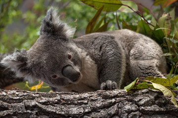 koala in a tree