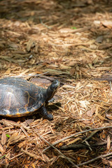 River Cooter Turtle
