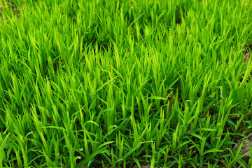 Fresh green grass background. Closeup soft focus texture.