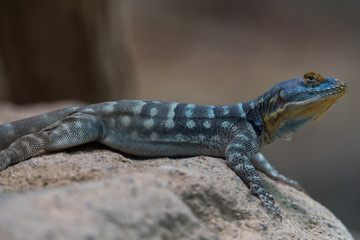 Blue with yellow lizard on a rock close up