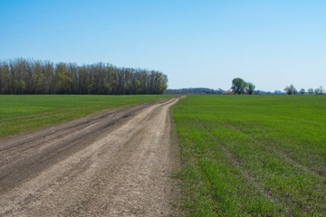 Fototapeta na wymiar Dirt road passing through a green field. Road to the field. The road passing between the trees.