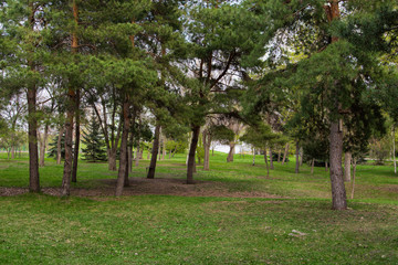 Fototapeta na wymiar Pine city Park. Park and trees. Walk in the Park.
