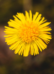 Spring, lonely, yellow dandelion
