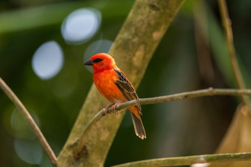 Red fody bird from Madagascar