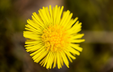 Spring, lonely, yellow dandelion