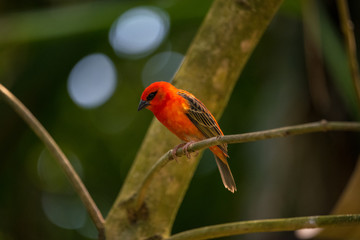 Red fody