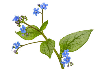 Fototapeta na wymiar Blue flower of brunnera, forget-me-not, myosotis, isolated on a white background